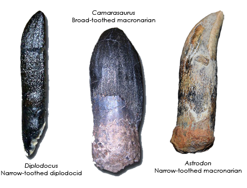 The Sauropod Tooth Mystery